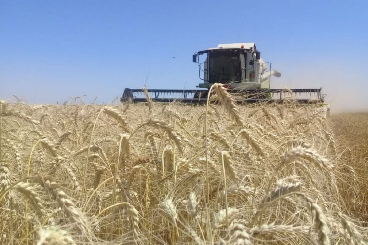 La cosecha de trigo ya alcanza el 80% de la superficie sembrada a nivel  nacional - Agritotal