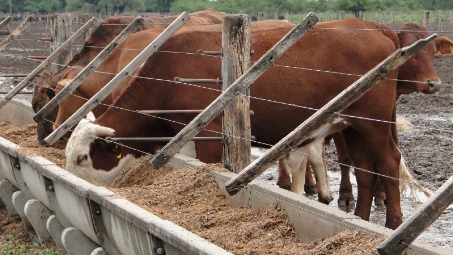 ¿Se traducirá el mayor encierre en corrales de engorde en una mayor