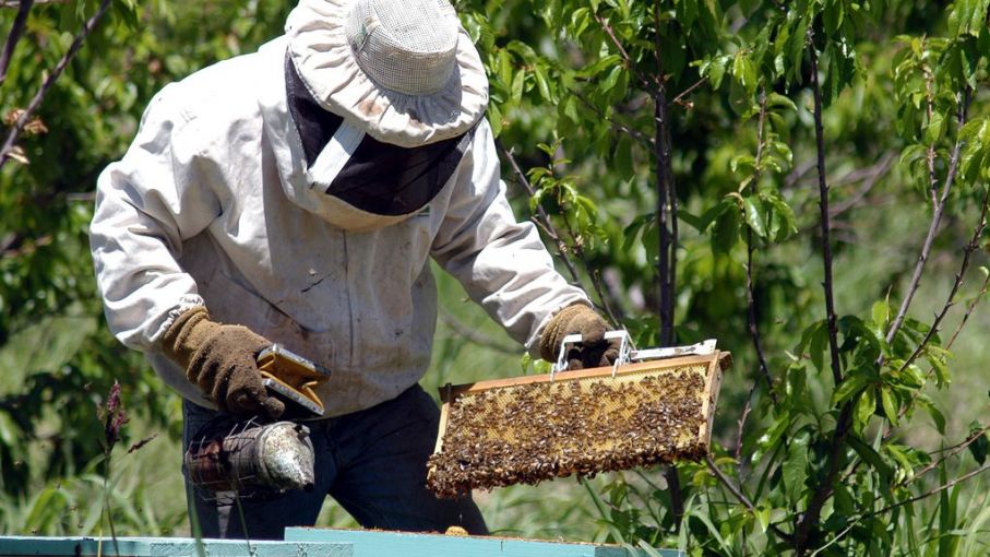 Las colmenas se asfixian por el calor y la sequía: la producción de miel,  en estado de alarma
