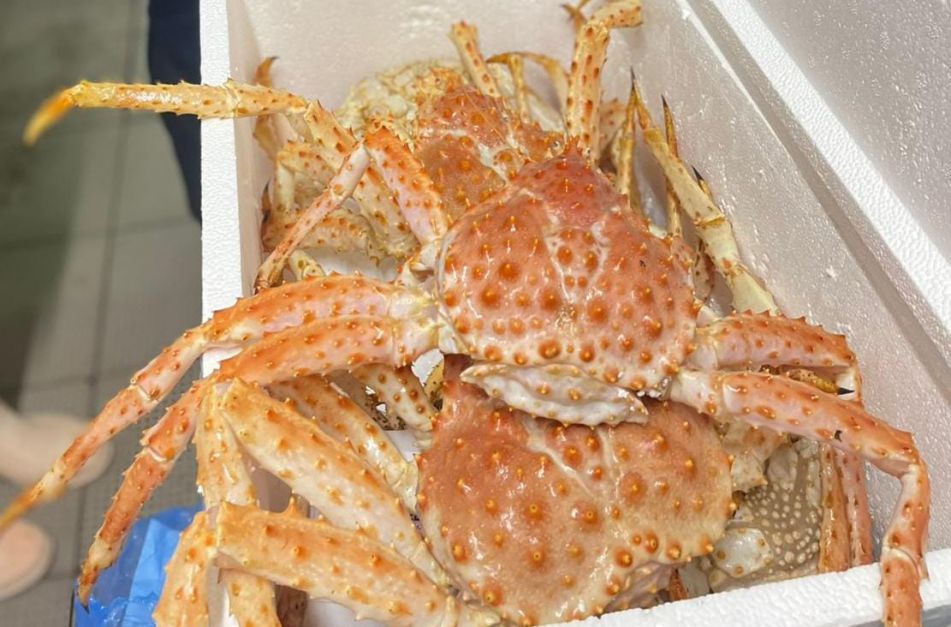 El Senasa certificó la primera exportación de centolla para consumo directo a EE.UU