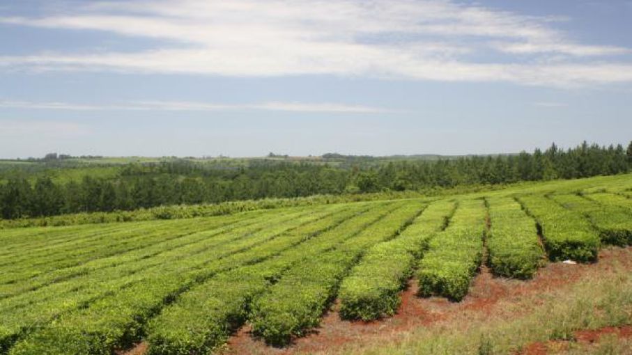 Auge en las importaciones de Yerba Mate: desafíos para la producción nacional en Misiones