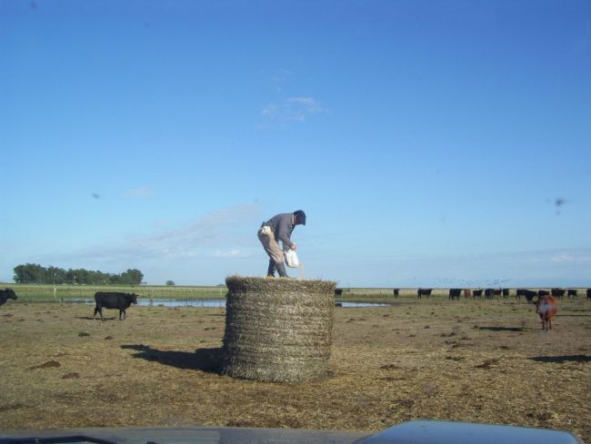 Ganaderia rollo magnesio