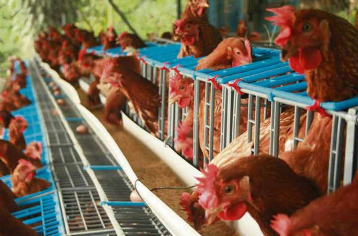 Detectan gripe aviar en Costanera Sur y Paraguay suspende importaciones av&iacute;colas argentinas