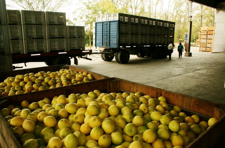 Mosca de los frutos: nuevas medidas para resguardar las áreas libres y protegidas