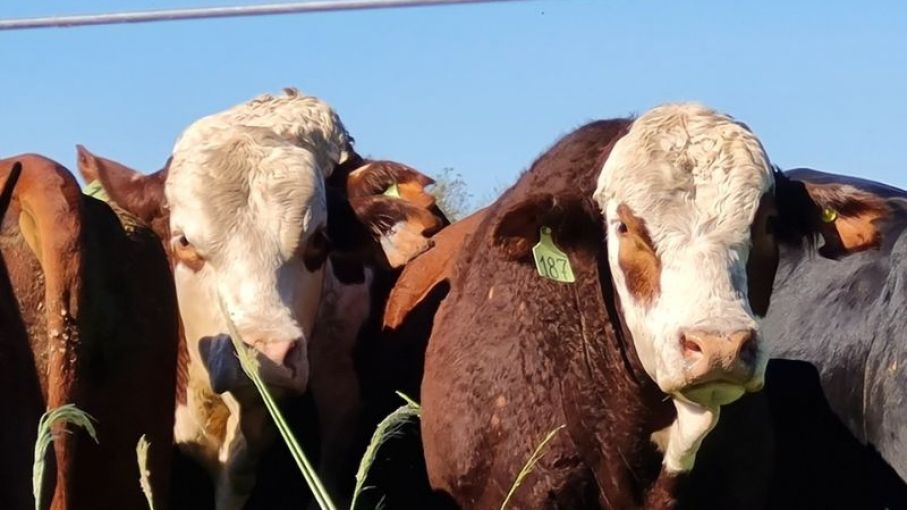 Presentan un suplemento regulador de consumo para alimentar bovinos