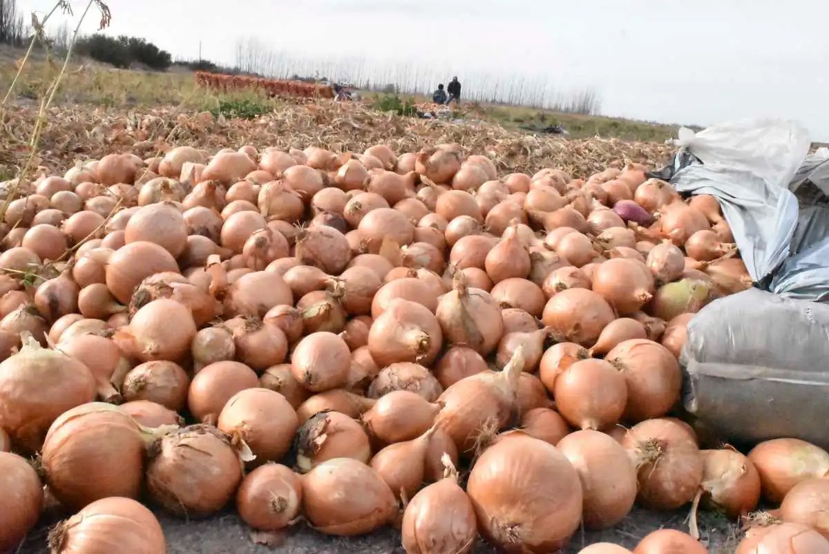 Relevan en forma satelital superficie de cebolla en Río Negro - Agritotal