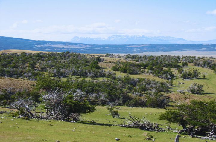 Los bosques nativos de ñire son resistentes al cambio climático