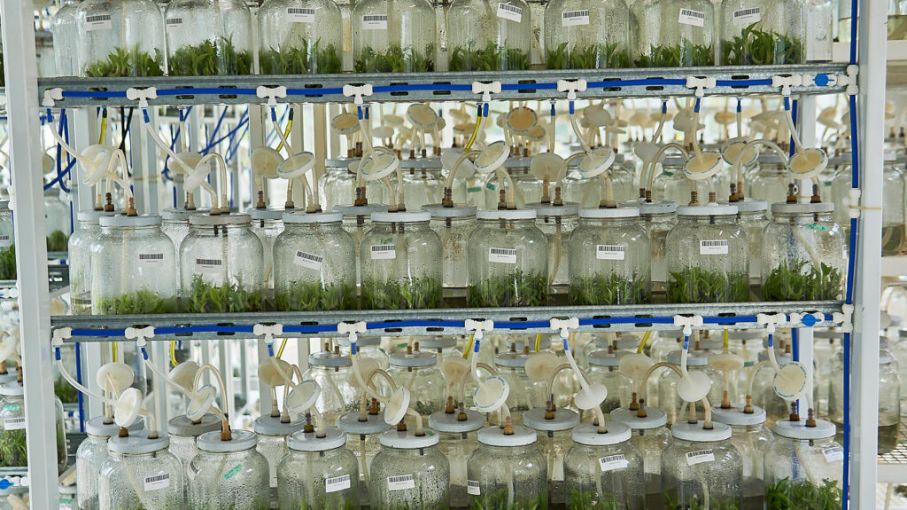 La Biofábrica Misiones ya comercializó más de 1 millón de plantas