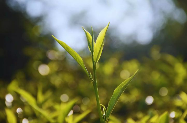 Dos nuevas variedades de té que se destacan por sus características organolépticas