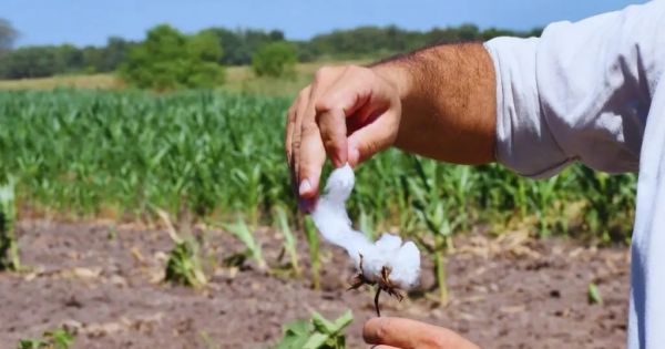 Lanzamiento de la variedad de algodón de fibras extralargas del INTA para exportación