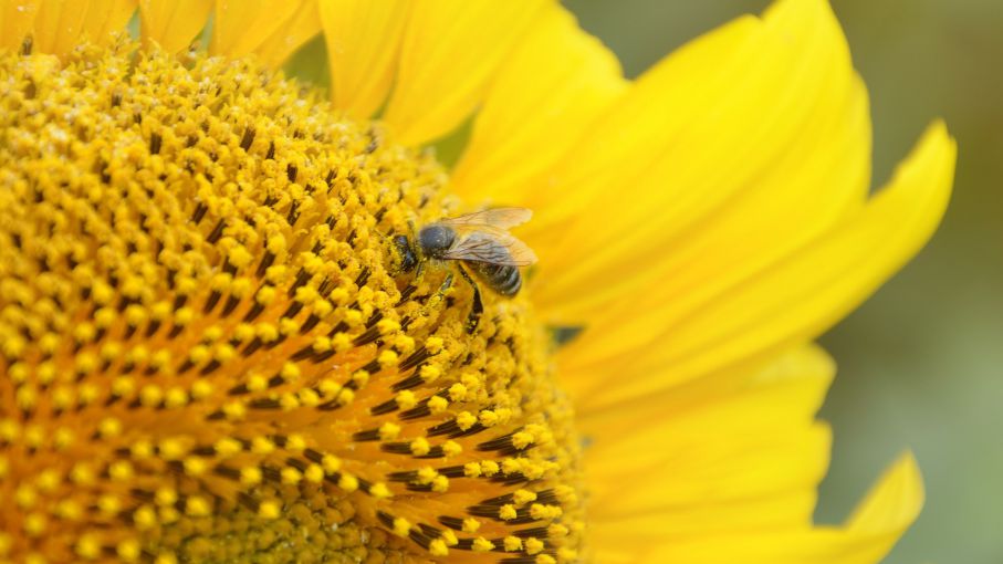 Productores entrerrianos exportaron abejas reinas