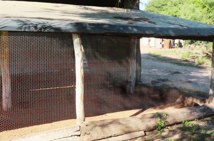 Estrategias para enfrentar el calor extremo en la avicultura - Agritotal