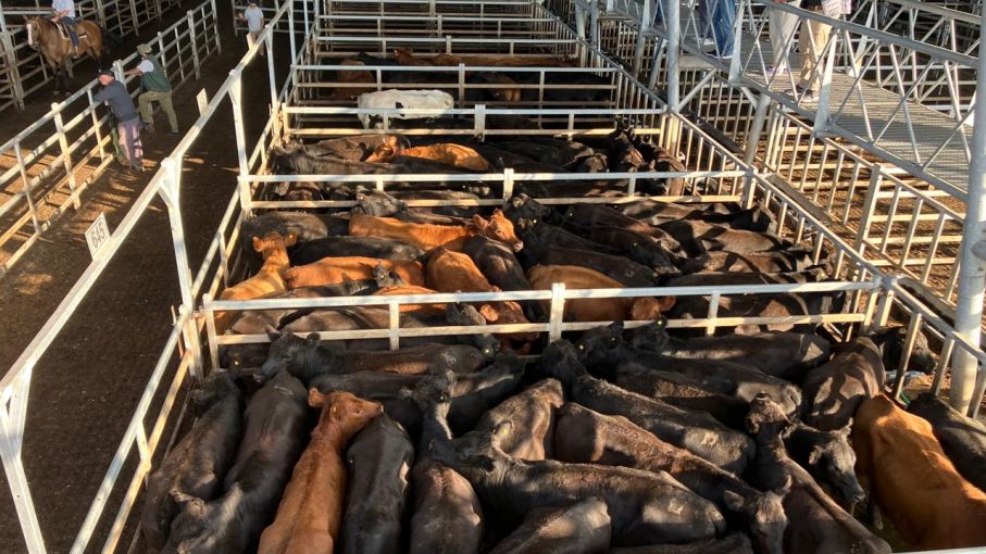 Cañuelas: menos hacienda y valores que pierden impulso