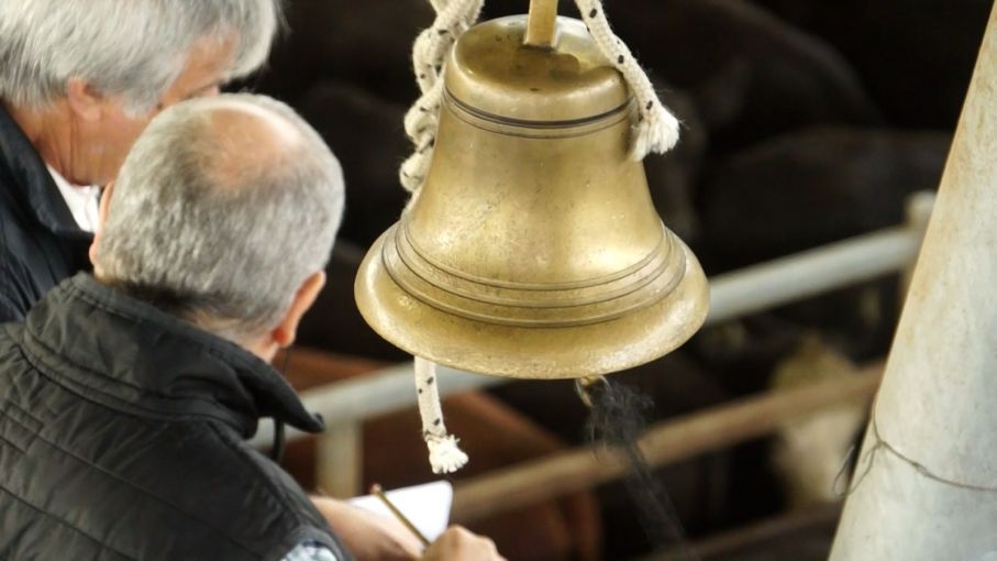 Firmeza en Cañuelas: la semana cerró con precios destacados y buena oferta de hacienda
