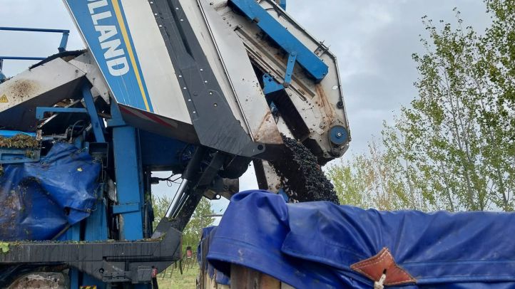 Senasa acompañó la cosecha de uva durante la vendimia en La Pampa