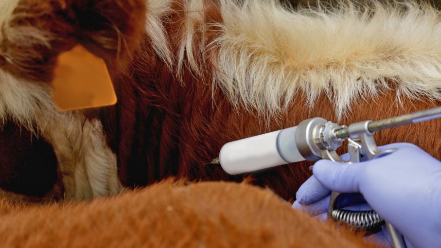 CARBAP advierte que modificar el sistema de vacunación contra la aftosa pone en riesgo la sanidad ganadera