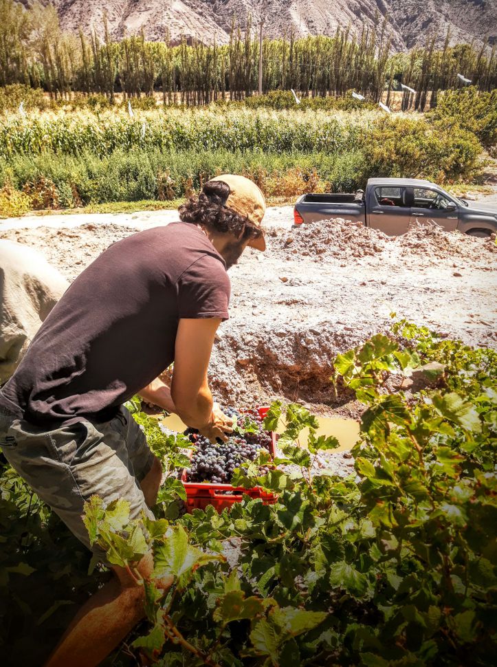 Vinos orgánicos, biodinámicos y naturales: el camino sustentable de una bodega mendocina