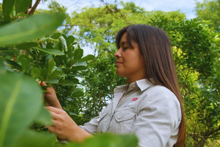 Aliados naturales: el rol de insectos benéficos en el cultivo de yerba mate