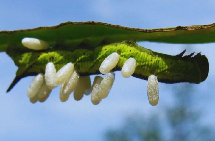 Aliados naturales: el rol de insectos benéficos en el cultivo de yerba mate