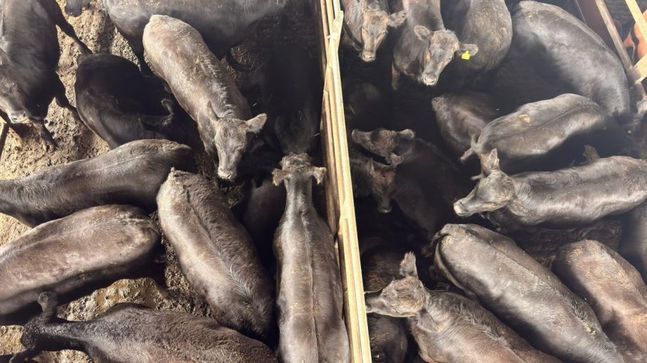 Cierre semanal con precios en baja y escasa demanda en el MAG