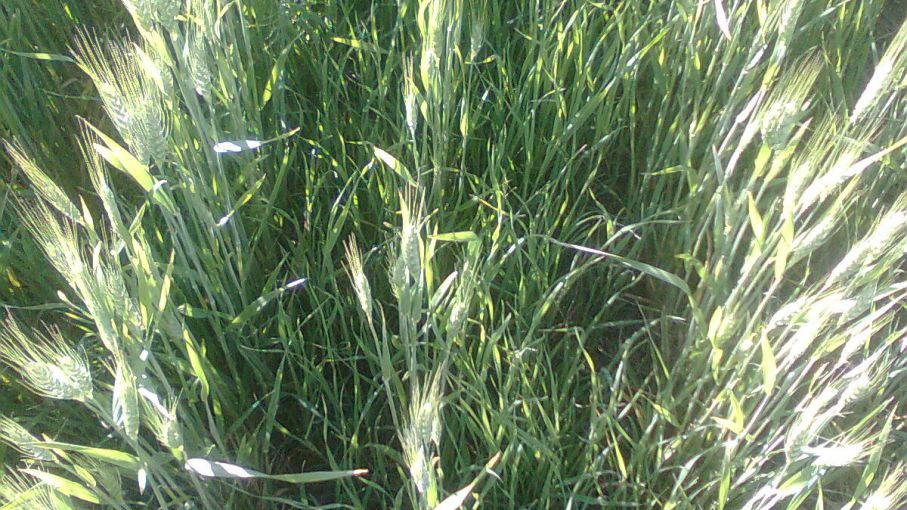 El porqué de las malezas y sus resistencias - Agritotal