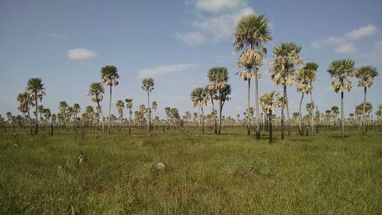 2026, el año en que los pastizales vuelven al centro del debate productivo y climático