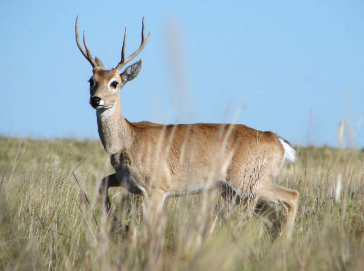 2026, el a&ntilde;o en que los pastizales vuelven al centro del debate productivo y clim&aacute;tico