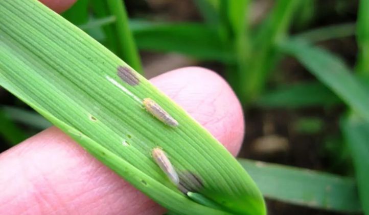 Alerta en el ma&iacute;z: crece la chicharrita y recomiendan intensificar los controles para evitar nuevos brotes