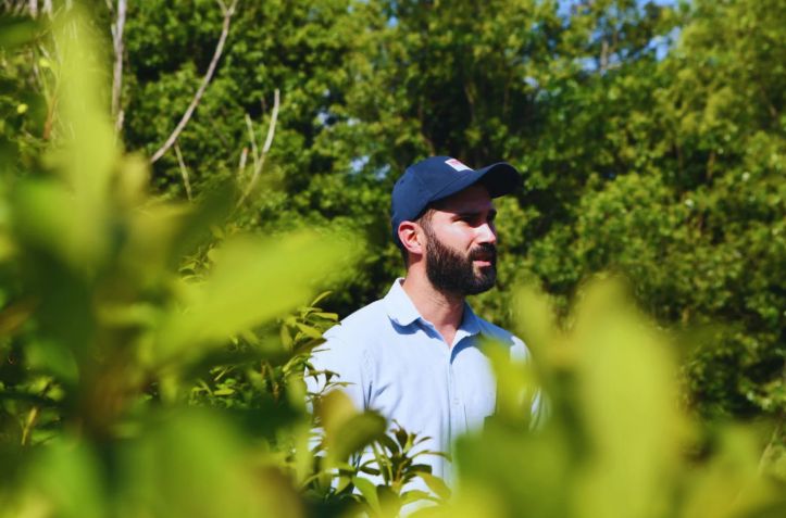 Yerba mate: la cosecha mecanizada mejora rindes si se ajusta el manejo del cultivo