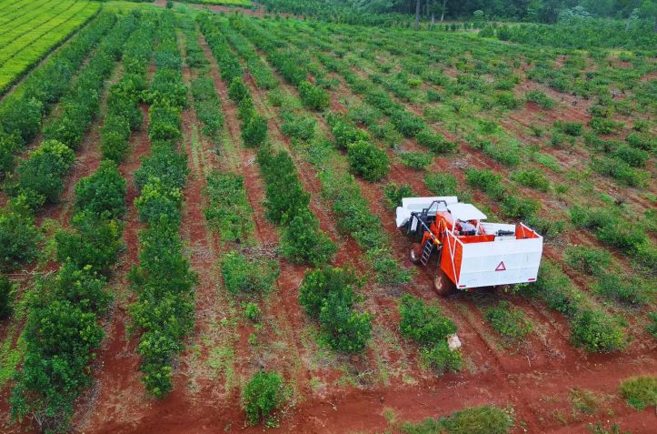 Yerba mate: la cosecha mecanizada mejora rindes si se ajusta el manejo del cultivo