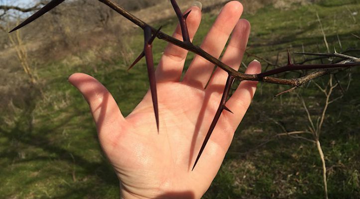Acacia negra: ciencia y productores articulan acciones para frenar una invasi&oacute;n que afecta al agro pampeano