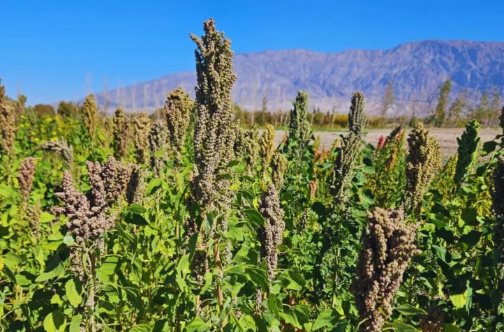 Quinua argentina rumbo al espacio: un experimento busca revolucionar la agricultura del futuro