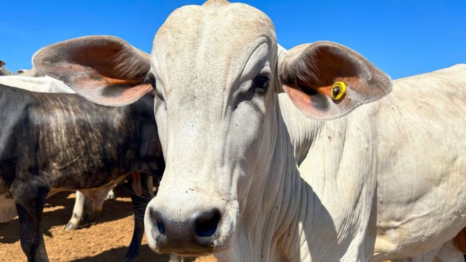 China detectó brotes de fiebre aftosa con una cepa inédita en su territorio