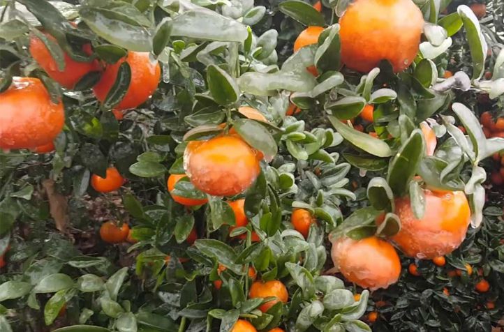 Granizo golpea al citrus entrerriano y activan la emergencia para sostener la producci&oacute;n