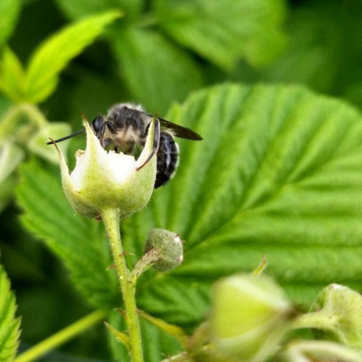 Tras los incendios, las chacras de frambuesa se vuelven refugio clave para polinizadores en la Patagonia