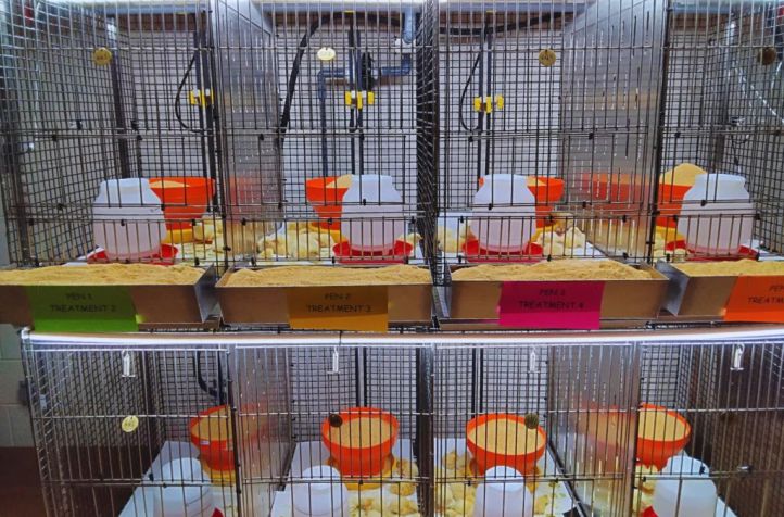 Aves sin antibióticos: el INTA impulsa alternativas naturales para mejorar la producción avícola