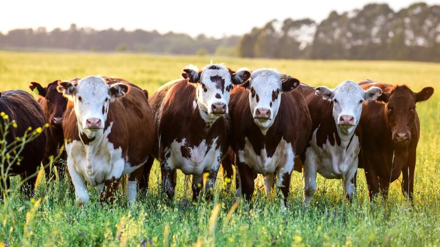 La zafra mostró su ritmo más lento en los últimos 10 años y abrió la puerta a animales más pesados