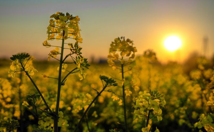 Cultivos de invierno: crece la apuesta por la diversificaci&oacute;n para mejorar rindes y estabilidad productiva