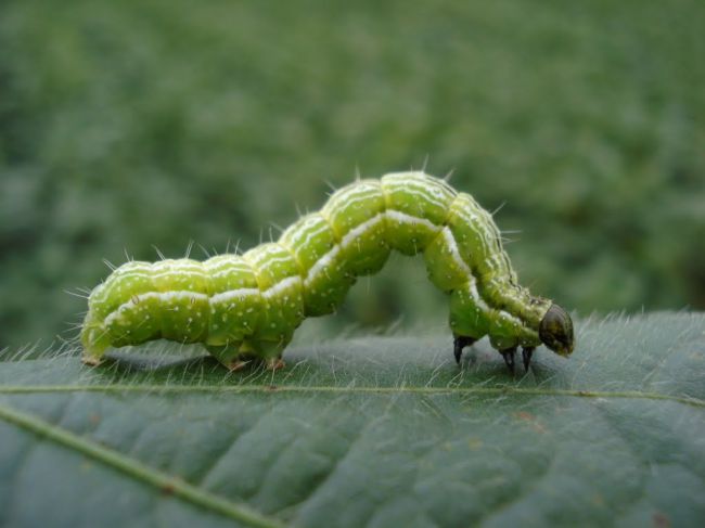 Rachiplusia nu (isoca medidora)