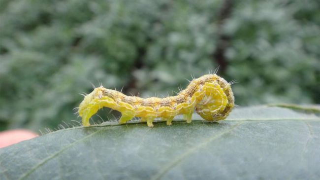 Helicoverpa zea (gusano del algodón)