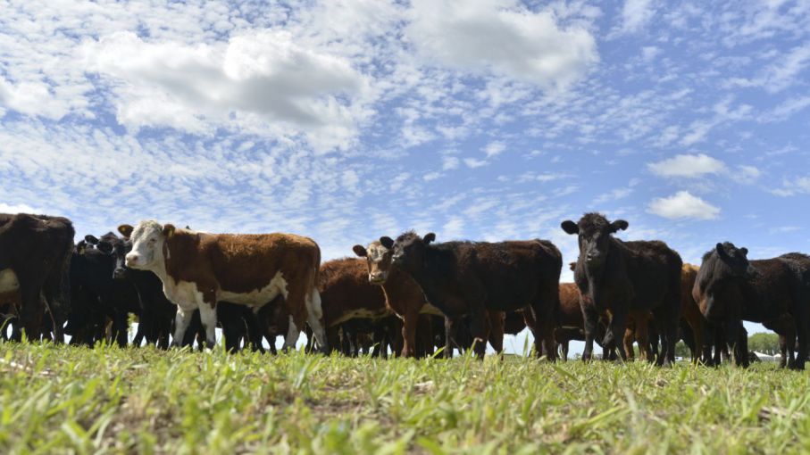 Ganadería bajo riego - Agritotal