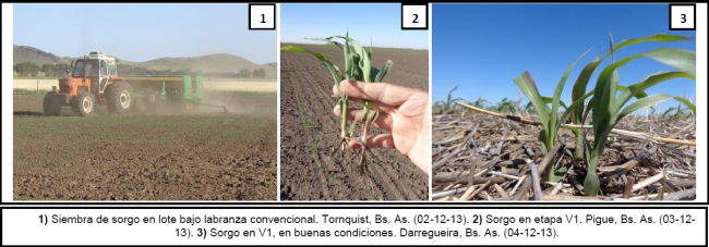 Sorgo 1