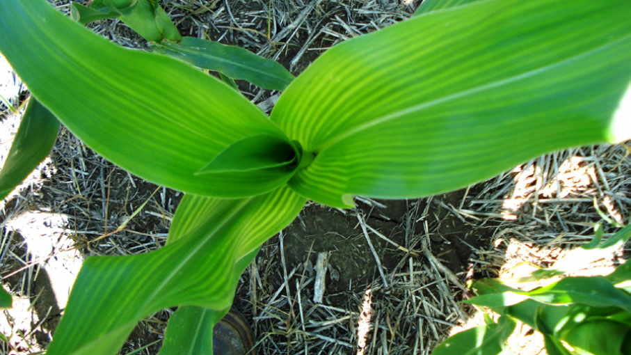 ¿Un nuevo cultivo en la Argentina?