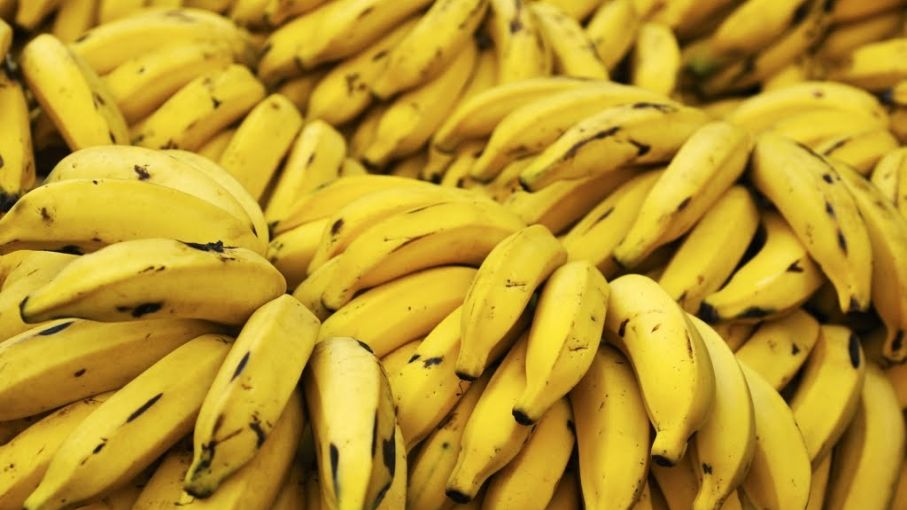 La "enfermedad de Panamá" amenaza con destruir a las bananas - Agritotal